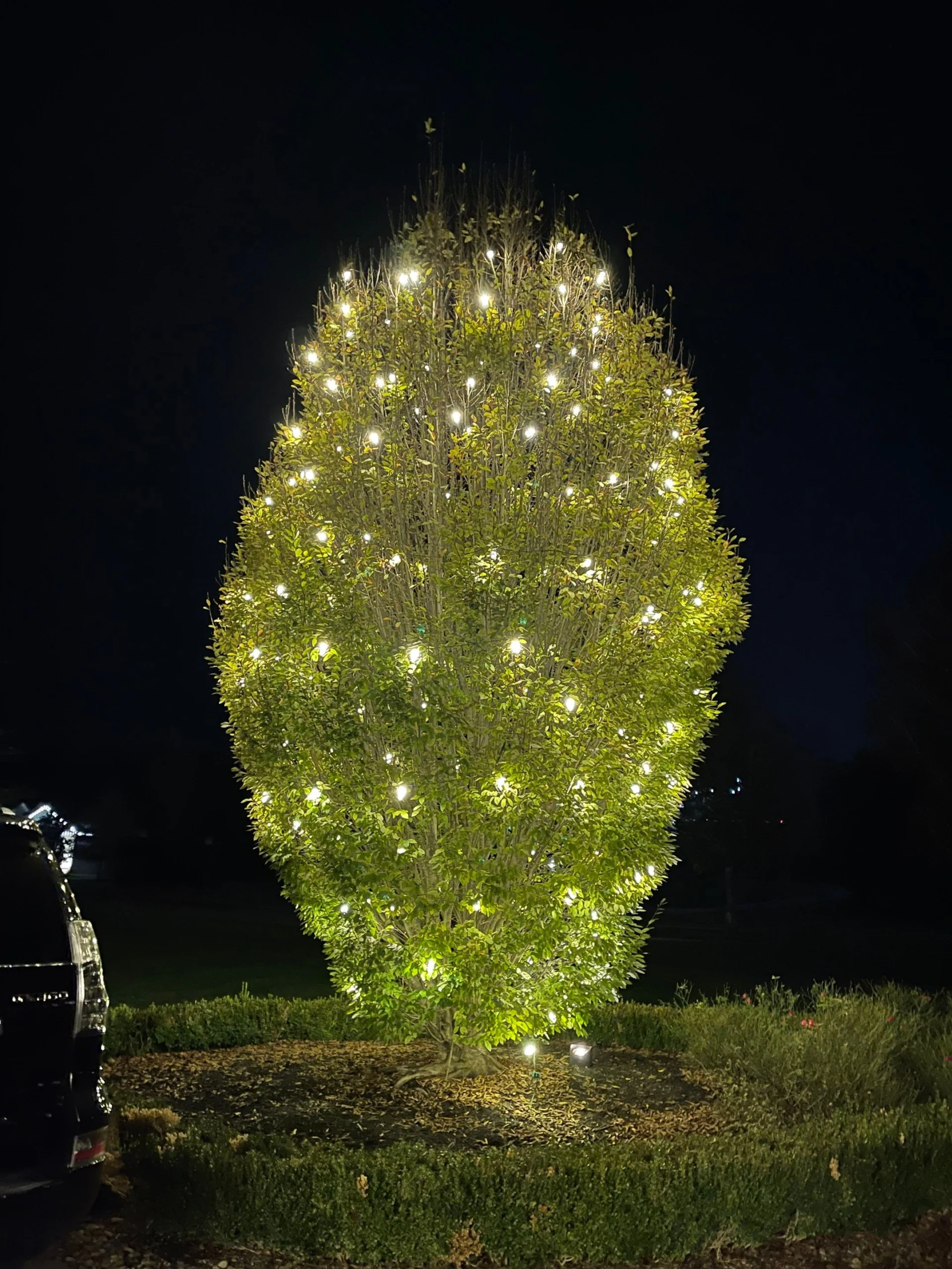 Switch Lights Christmas Lights Knoxville TN