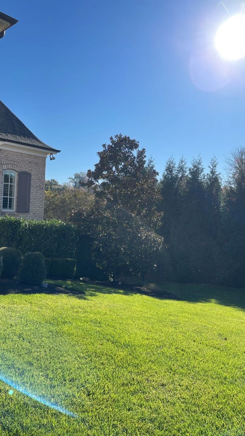Christmas light install on trees in knoxville
