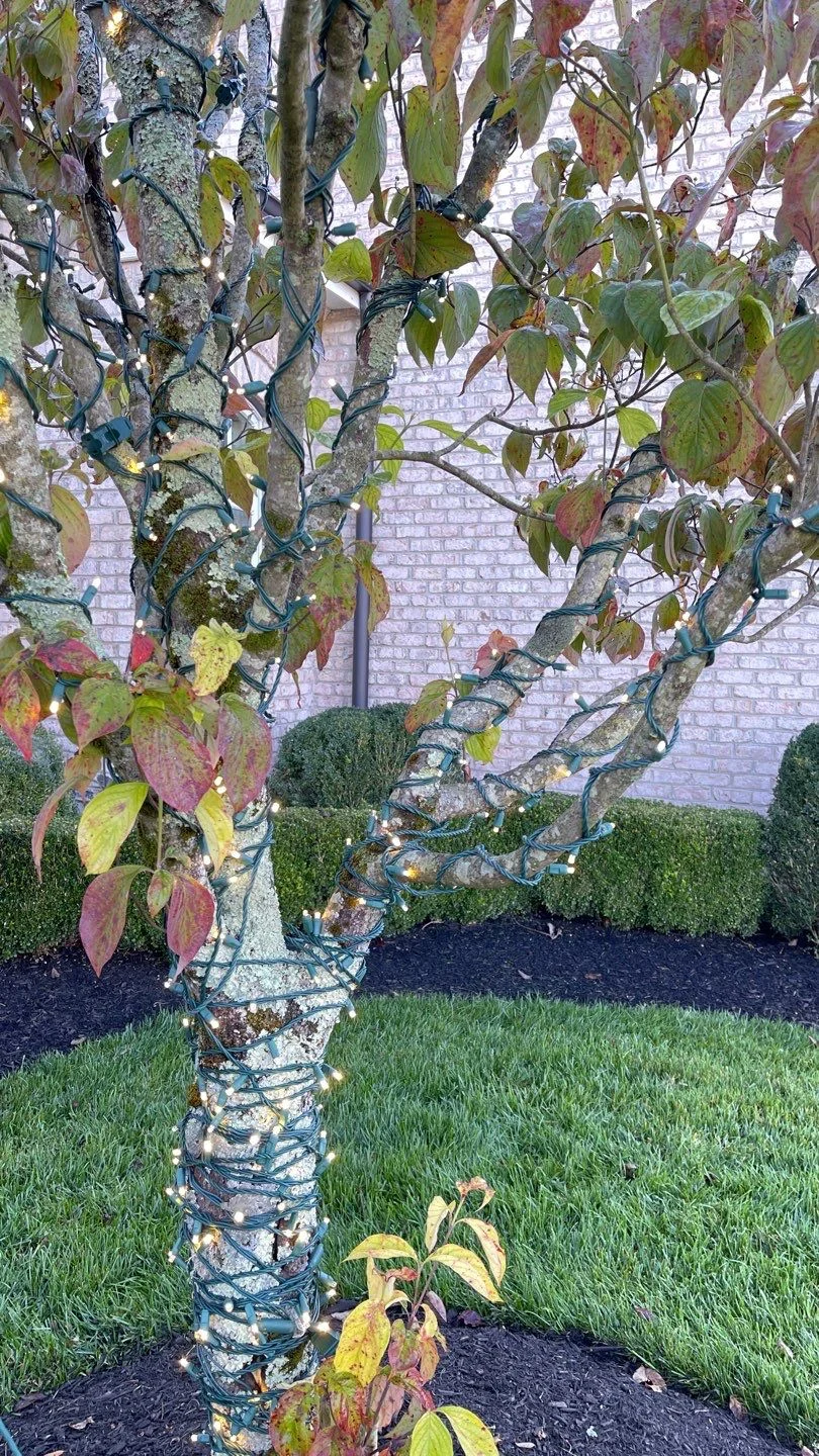 Recent Projects Christmas light install on trees in knoxville