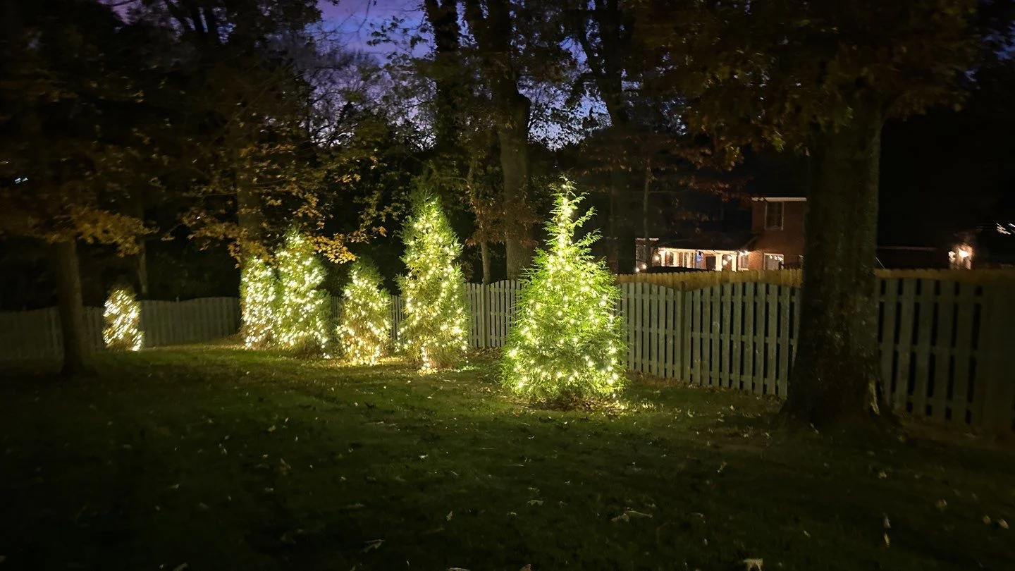 Trees lit up for Christmas in Knoxville