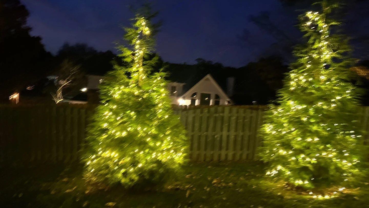 Trees lit up for Christmas in Knoxville