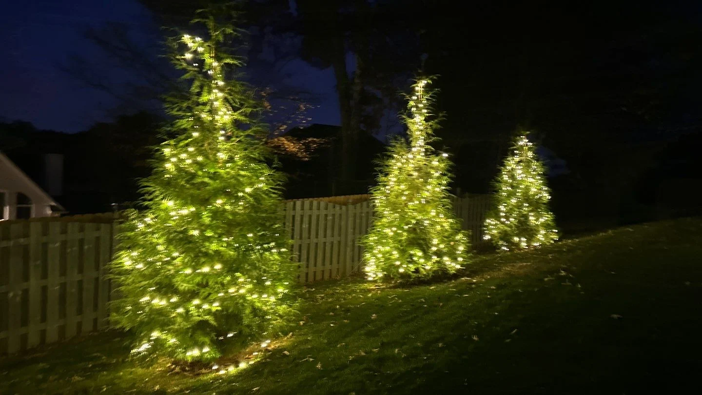 Recent Projects Trees lit up for Christmas in Knoxville